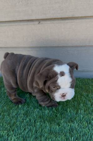 mini chocolate tri english bulldig puppy 1