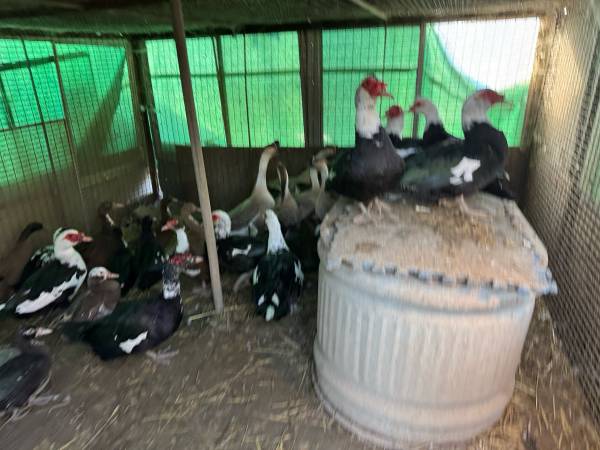 Waterfowl (ducks and geese) 1