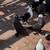 Pigeons 2 thumbnail