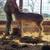 ,dorset Sheep buck,ram,rams 2 thumbnail