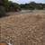 Forestry mulching/ Land Clearing (956)715-7991 12 thumbnail