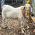 Boer goats 9 thumbnail