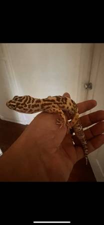 Gecko 1