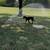 German Rottweiler Pup 6 thumbnail