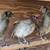 Isbar silverudd pullets, olive egger cochin pullets 7 thumbnail