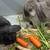 rabbit 1 thumbnail