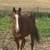 2-year-old Sarah gelding halterbrook 1 thumbnail