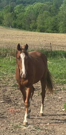 2-year-old Sarah gelding halterbrook 1