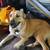 Dog 4 thumbnail
