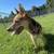 GSDs looking for homes 7 thumbnail