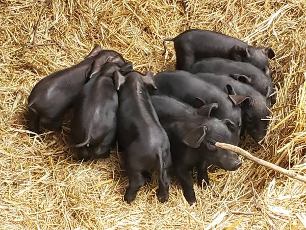 Piglets 1