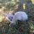 kittens 7 thumbnail