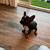 Frenchie Male 3 months (micro) 2 thumbnail