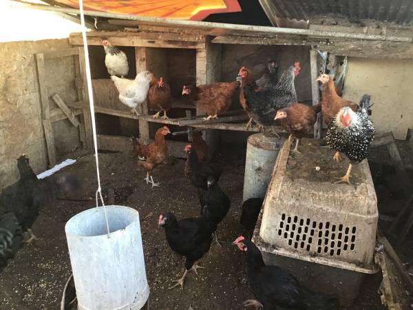 Pollos 1