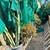 Free Jade Plants and Cactus 4 thumbnail