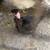Turken pullets 8 thumbnail