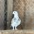 Palomas 🕊️ 13 thumbnail