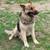 Germaneese Pup 5 thumbnail