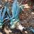 Blue agave(Century plant) 7 thumbnail