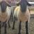 Suffolk Rams (Powerful Combination of Growth and Muscle) 5 thumbnail