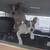 Pure bred heeler 2 thumbnail