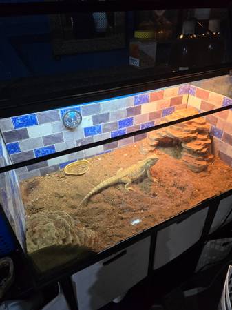 Rehoming  2 bearded dragons63774332098947120