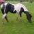 Paint Horse Liquidation 11 thumbnail