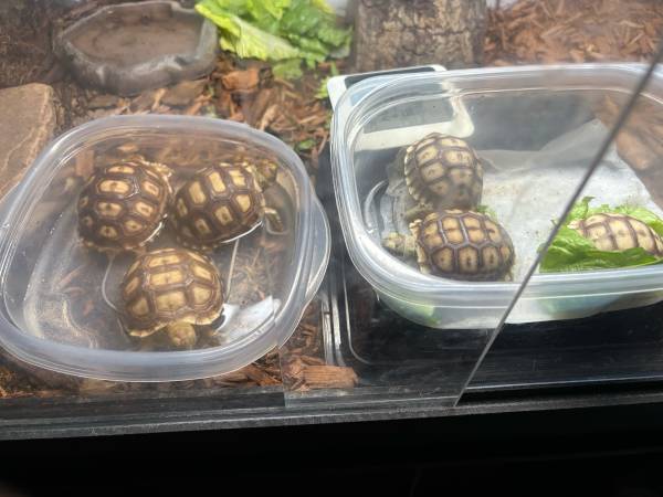 Baby Sulcata Tortoise 1