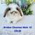 Adorable Holland Lop Baby Bunny 11 thumbnail