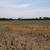 BRUSH WEEDS MOWING/Abatement TRACTOR SERVICE (EVERYWHERE!!) 15 thumbnail