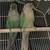 Conure Birds 3 thumbnail