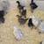 Chick 4 thumbnail