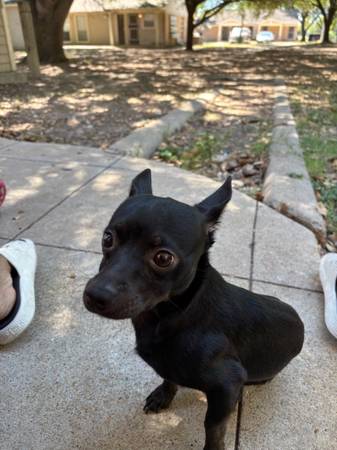Chihuahua mix (San Antonio)63372774504451122