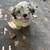 shitzu puppy 1 thumbnail