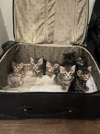 Bengal Kittens! (Santa fe)63822829930243120