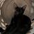 Kittens 2 thumbnail