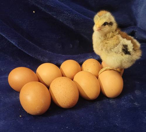 Olive Egger Hatching Eggs 1