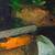 Red Devil/Midas Cichlids for aquarium fish tank 4 thumbnail