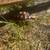 Sulcata Tortoise 3 thumbnail