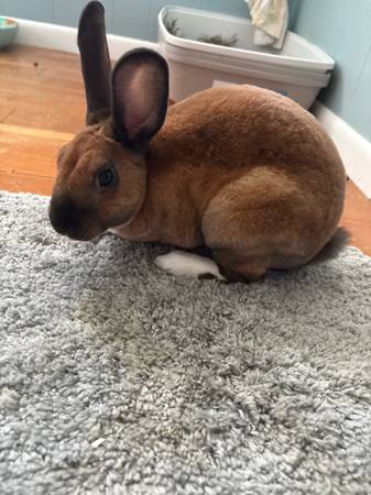 rehoming bunny (Amesbury)63912908351107120