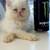 Persian baby's 2 mons  price 700 1 thumbnail