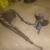 1960 - 1966 Chevrolet pickup power steering 1961 1962 1963 1964 1965 4 thumbnail