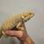 Male bearded dragon 4 thumbnail