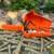 Stihl 026 Professional Chainsaw with Case and Bar Scabbard 2 thumbnail