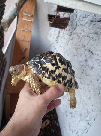 Leopard Tortoise (Tempe)63975637904771121