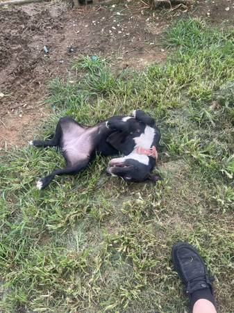 Cachorro (Blountville)580073486927144965