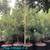 Potted Trees for sale 2 thumbnail