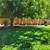Moving IN/OUT Need Yard Clean Up ? Sprinklers, Drips repair 12 thumbnail
