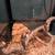 Orange dream pied ball python/accessories 1 thumbnail