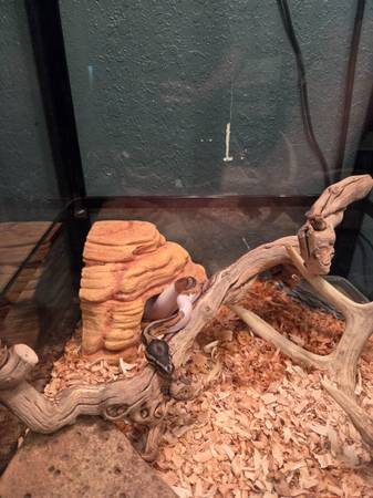 Orange dream pied ball python/accessories 1